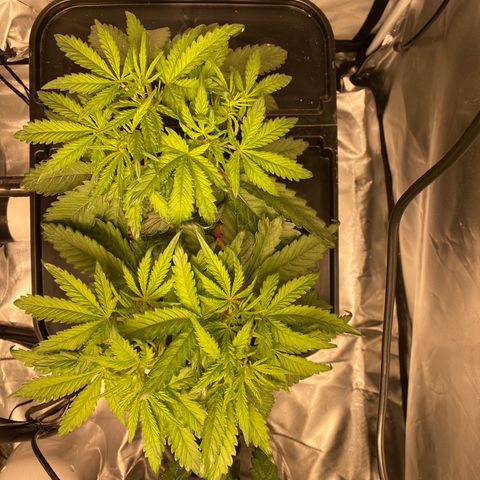 GSC - Auto - Natasha growlog timeline photo