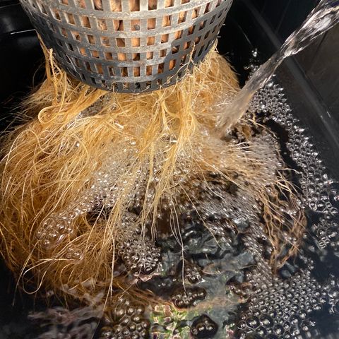 GSC - Auto - Natasha growlog timeline photo