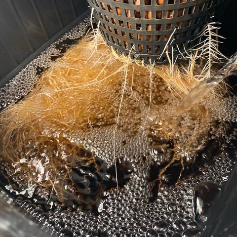 Wedding Cake - Photo - Wanda growlog timeline photo