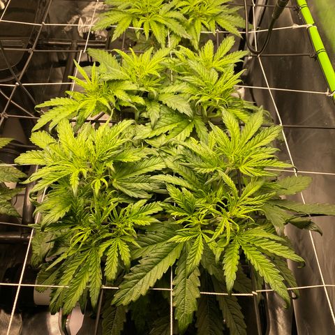 GSC - Auto - Samoa growlog timeline photo