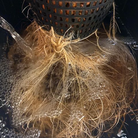 GSC - Auto - Samoa growlog timeline photo