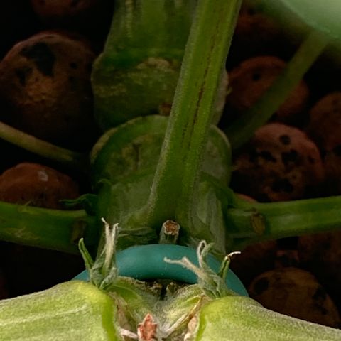 GSC - Auto - Samoa growlog timeline photo