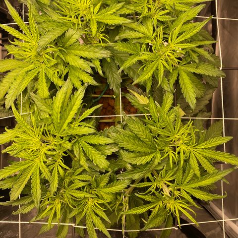 GSC - Auto - Samoa growlog timeline photo