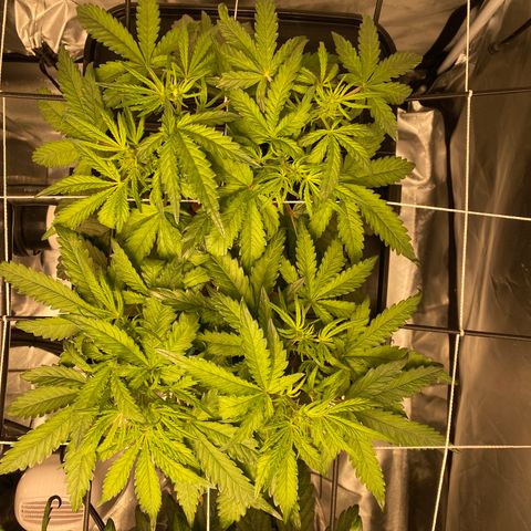 GSC - Auto - Natasha growlog timeline photo