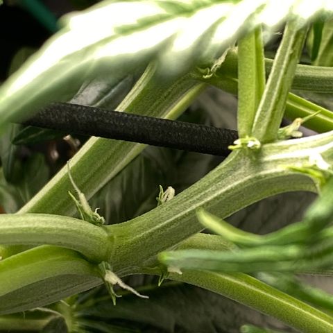 GSC - Auto - Samoa growlog timeline photo