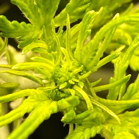 GSC - Auto - Samoa growlog timeline photo
