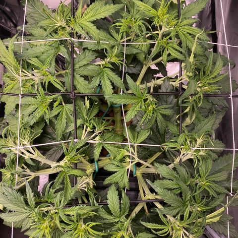 GSC - Auto - Samoa growlog photo: Heavy LST