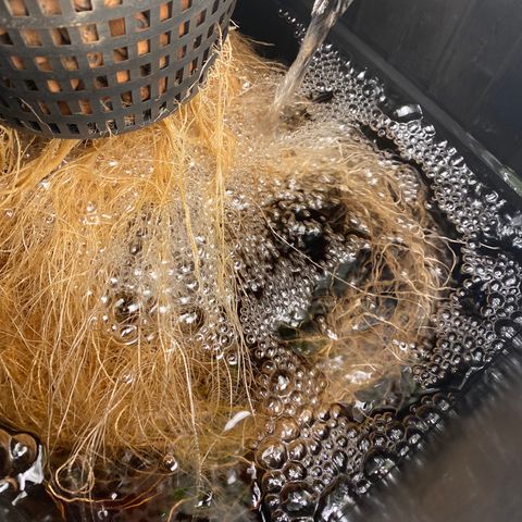 GSC - Auto - Natasha growlog timeline photo