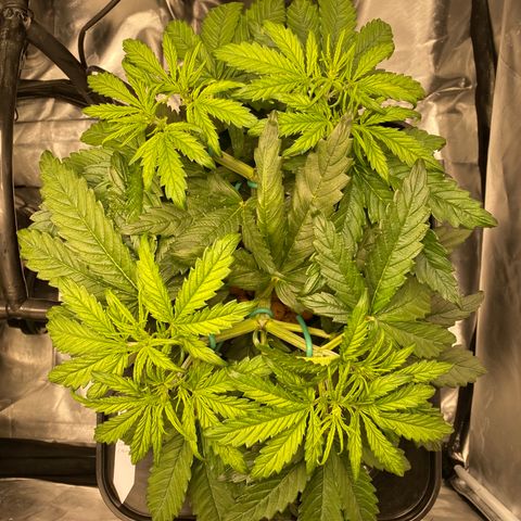 Wedding Cake - Photo - Wanda growlog timeline photo