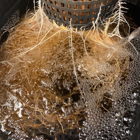 Wedding Cake - Photo - Wanda growlog timeline photo