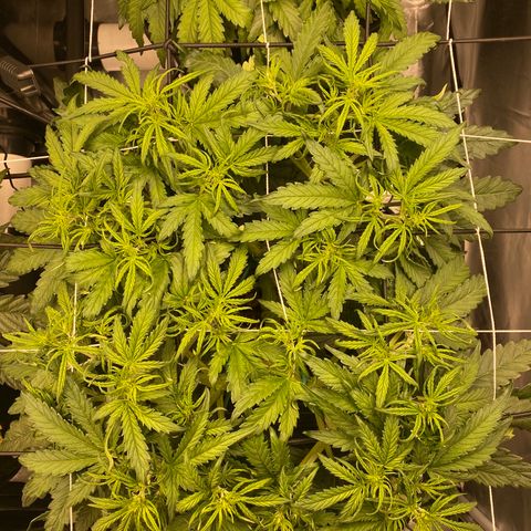 GSC - Auto - Samoa growlog timeline photo