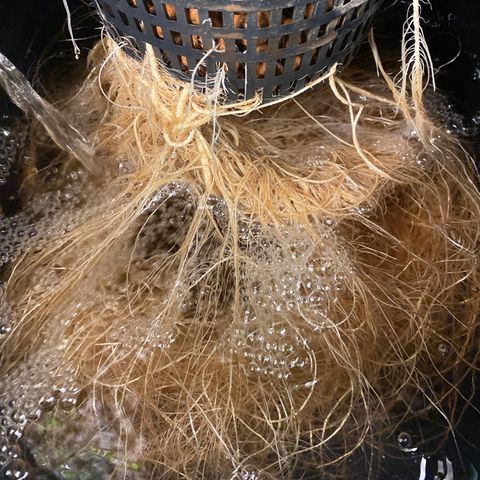 GSC - Auto - Samoa growlog timeline photo