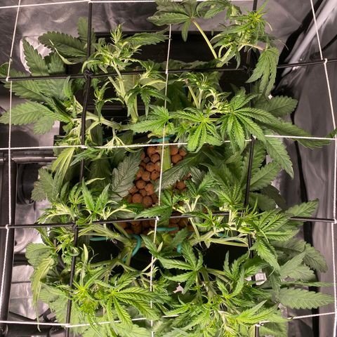 GSC - Auto - Natasha growlog timeline photo