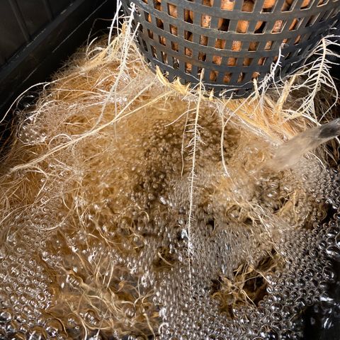 Wedding Cake - Photo - Wanda growlog timeline photo