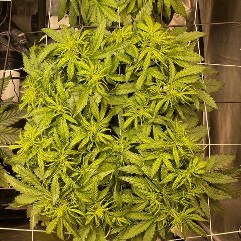 GSC - Auto - Samoa growlog timeline photo