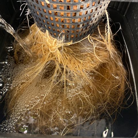 GSC - Auto - Samoa growlog timeline photo