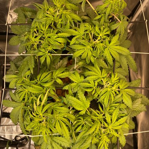 GSC - Auto - Natasha growlog timeline photo
