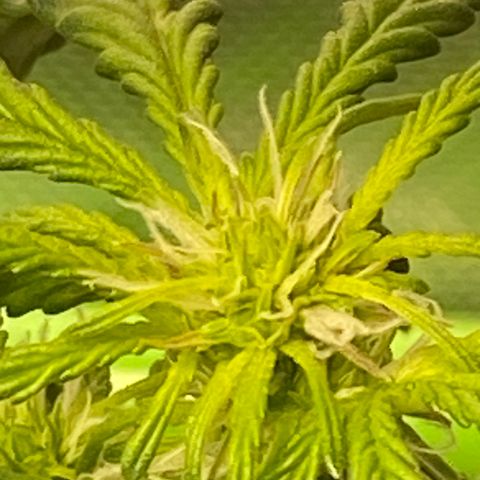 GSC - Auto - Natasha growlog timeline photo