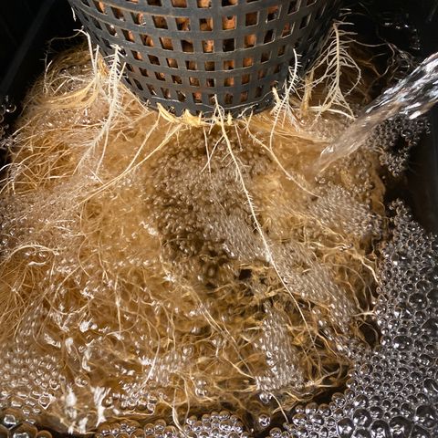 Wedding Cake - Photo - Wanda growlog timeline photo