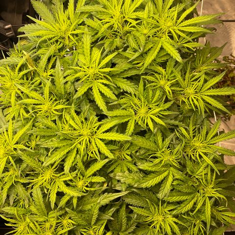 GSC - Auto - Samoa growlog timeline photo