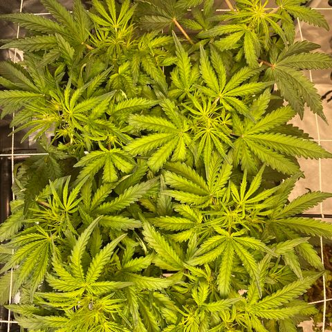 GSC - Auto - Natasha growlog timeline photo