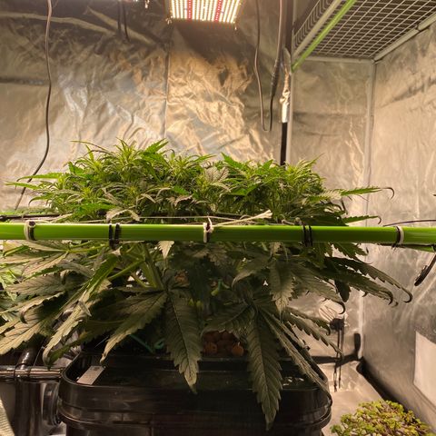 GSC - Auto - Samoa growlog timeline photo