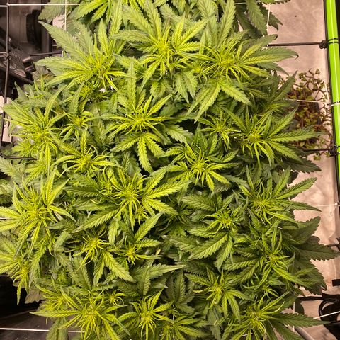 GSC - Auto - Samoa growlog photo: Lights pushed out of the way for clearer leaf color
