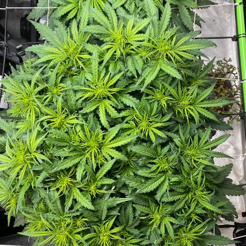 GSC - Auto - Samoa growlog photo: Lights dimmed for true leaf color