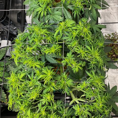 GSC - Auto - Samoa growlog timeline photo