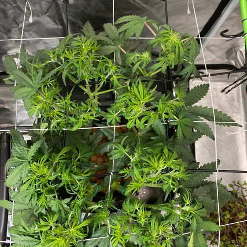 GSC - Auto - Natasha growlog timeline photo
