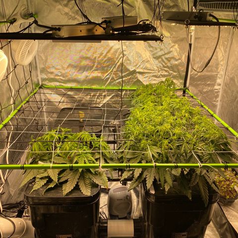 Wedding Cake - Photo - Wanda growlog photo: Heavy defoliation all around