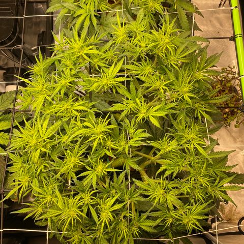 GSC - Auto - Samoa growlog timeline photo