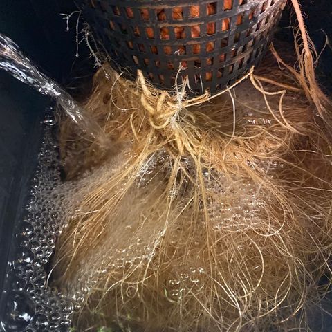 GSC - Auto - Samoa growlog timeline photo
