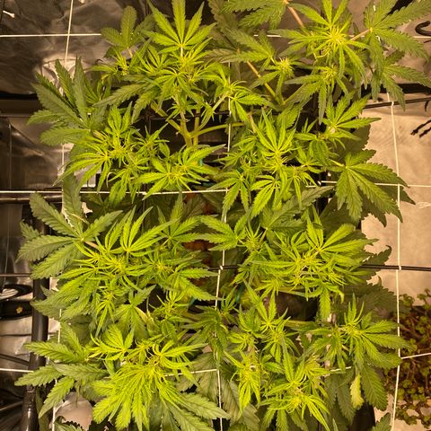 GSC - Auto - Natasha growlog timeline photo