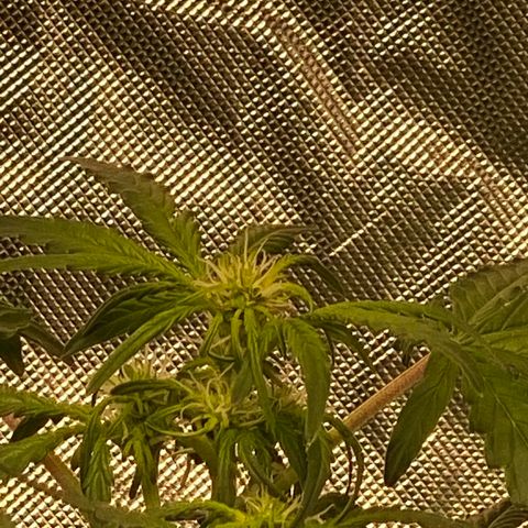 GSC - Auto - Natasha growlog timeline photo