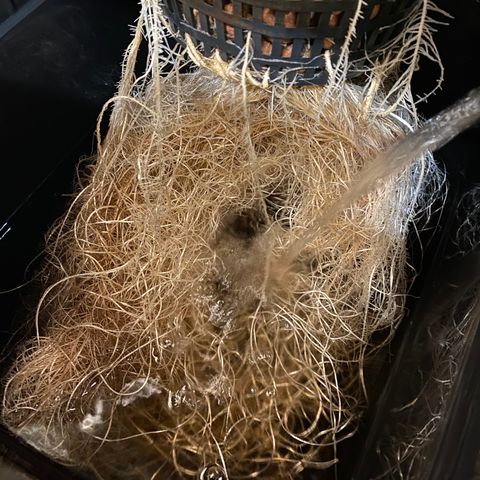 Wedding Cake - Photo - Wanda growlog timeline photo