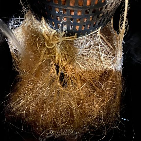 GSC - Auto - Samoa growlog timeline photo
