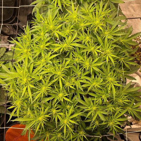 GSC - Auto - Samoa growlog timeline photo