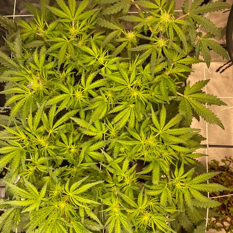GSC - Auto - Natasha growlog timeline photo