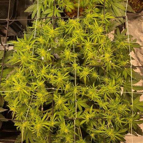GSC - Auto - Samoa growlog timeline photo