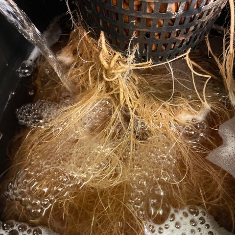 GSC - Auto - Samoa growlog timeline photo