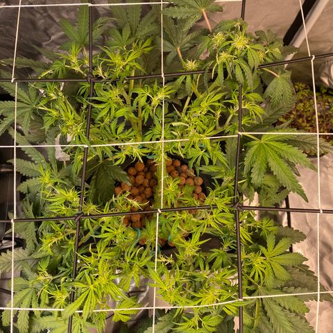 GSC - Auto - Natasha growlog timeline photo