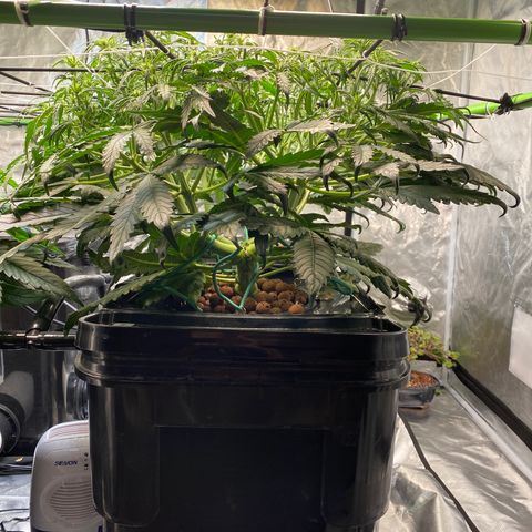 GSC - Auto - Samoa growlog timeline photo