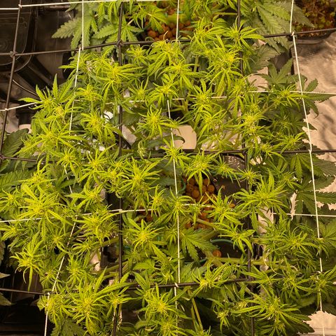 GSC - Auto - Samoa growlog timeline photo
