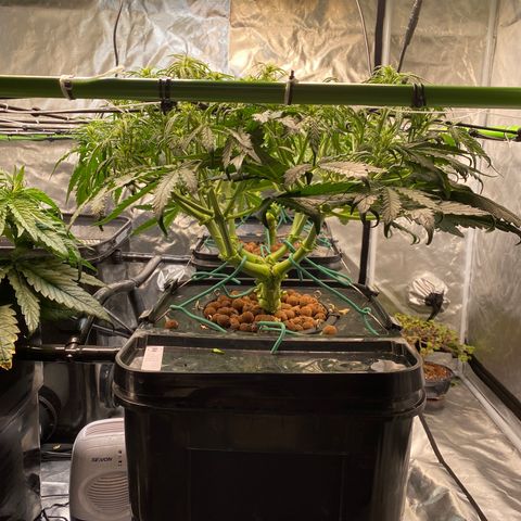 GSC - Auto - Samoa growlog timeline photo