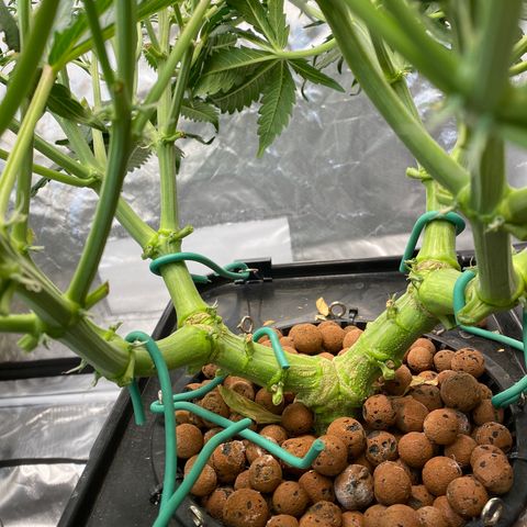 GSC - Auto - Samoa growlog timeline photo