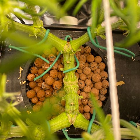 GSC - Auto - Samoa growlog timeline photo