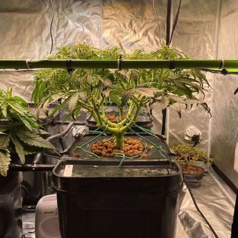 GSC - Auto - Samoa growlog timeline photo