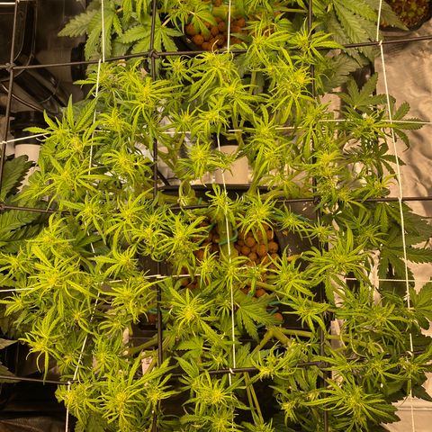 GSC - Auto - Samoa growlog timeline photo