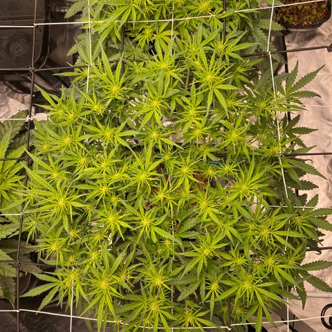 GSC - Auto - Samoa growlog timeline photo